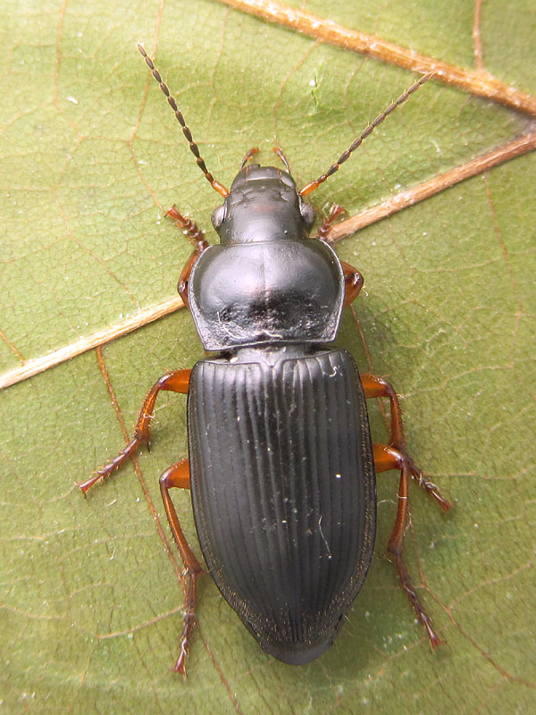 Carabidae:  Anisodactylus binotatus